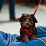 Cosmo during Puppy Class